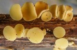 Hymenoscyphus scutula image