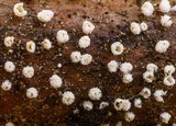 Capitotricha bicolor image