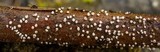 Capitotricha bicolor image