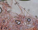 Capitotricha bicolor image