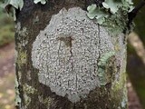 Phlyctis agelaea image