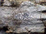 Opegrapha vulgata var. vulgata image