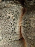 Opegrapha vulgata var. vulgata image