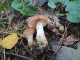 Armillaria gallica image