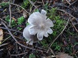 Tricholoma scalpturatum image