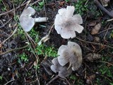Tricholoma scalpturatum image