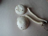 Hygrophorus pusillus image