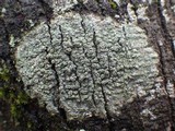 Pertusaria hymenea image