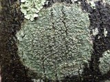 Pertusaria hymenea image