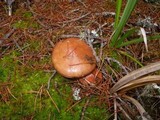 Suillus brevipes image