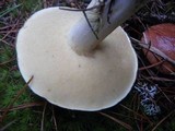 Suillus brevipes image