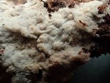 Phlebia radiata image