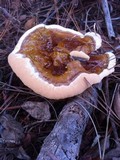 Ganoderma curtisii image