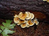 Hypholoma capnoides image
