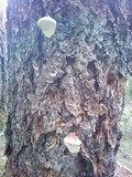 Fomitopsis mounceae image