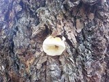 Fomitopsis mounceae image