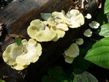 Favolus tenuiculus image