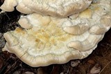 Vanderbylia robiniophila image