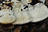 Vanderbylia robiniophila image