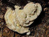 Vanderbylia robiniophila image