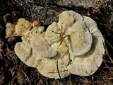 Vanderbylia robiniophila image