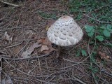 Chlorophyllum olivieri image