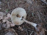 Chlorophyllum olivieri image
