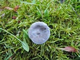 Cantharellula umbonata image