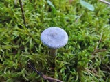 Cantharellula umbonata image