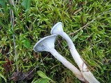 Cantharellula umbonata image