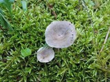 Cantharellula umbonata image