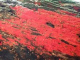 Phlebia coccineofulva image