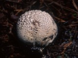 Calbovista subsculpta image