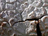 Calvatia booniana image