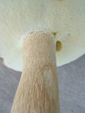 Boletus nobilis image