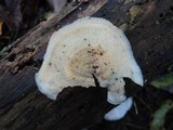 Merulius tremellosus image