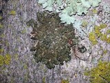 Melanelixia subargentifera image