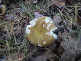 Russula xerampelina image