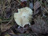 Russula xerampelina image