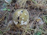 Russula xerampelina image