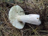Russula xerampelina image
