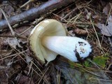 Russula xerampelina image