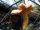 Cantharellus formosus image