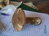 Tylopilus badiceps image