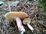 Tricholomopsis rutilans image
