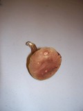 Boletus ferrugineus image