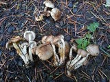 Pholiota terrestris image