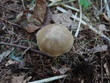 Entoloma rhodopolium image