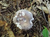 Russula cyanoxantha image