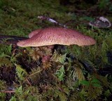 Tricholomopsis rutilans image